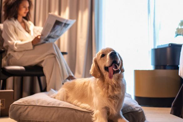 dogs-will-love-it