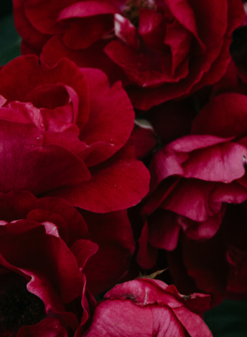 valentinstag-im-carte-blanche