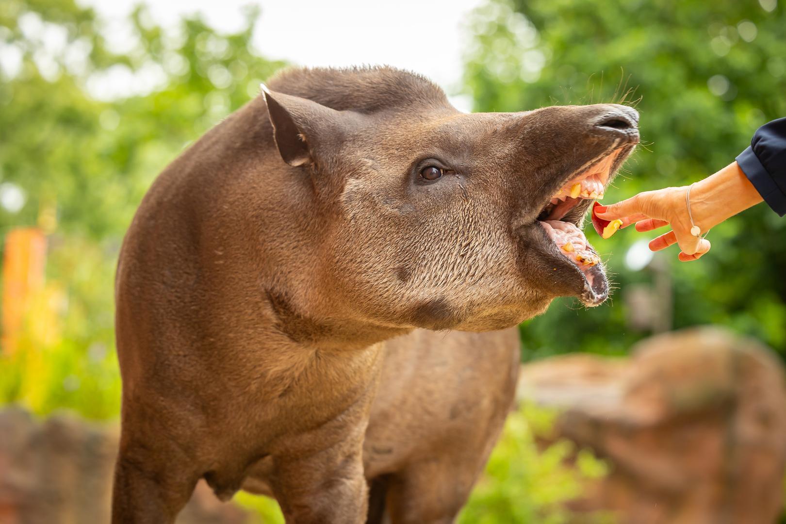 zoo-berlin