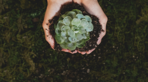 sustainability-initiatives