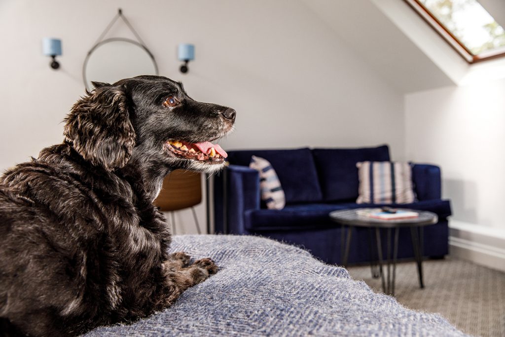 Pet Friendly Hotel