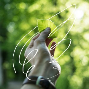 Hand holding a green leaf against a sunlit forest background, symbolising Mercure Oxford Hawkwell House’s commitment to sustainability and eco-friendly hospitality.