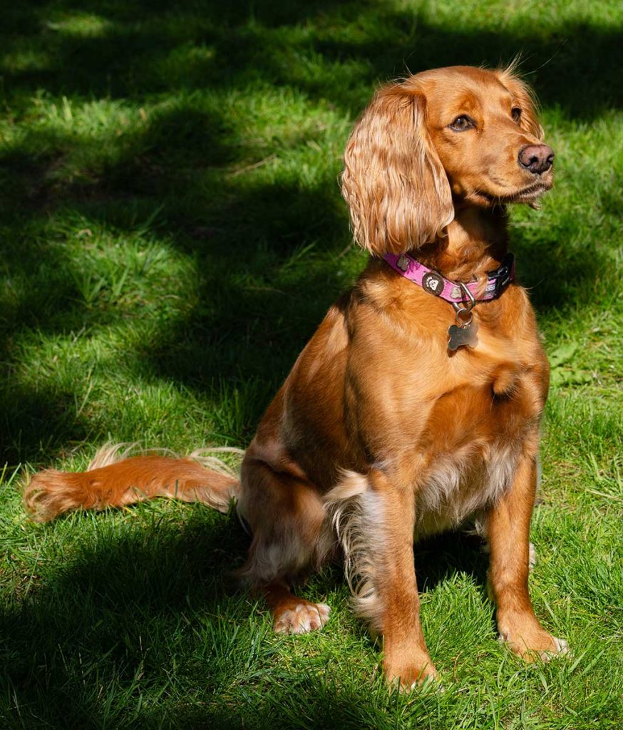 Dog Friendly Hotels
