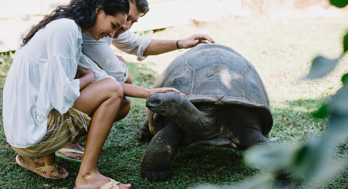Raffles Seychelles - Aldabra Tortoise Feeding