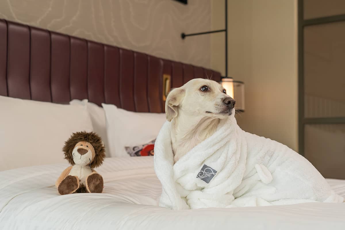 Pet Friendly Hotel In Istanbul 