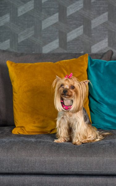 santiago-de-chile-un-destino-pet-friendly