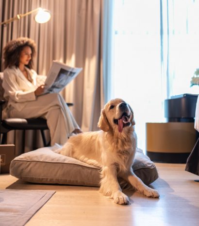 dogs-will-love-it