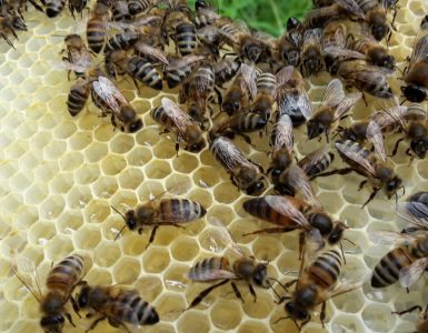 bezige-bijen
