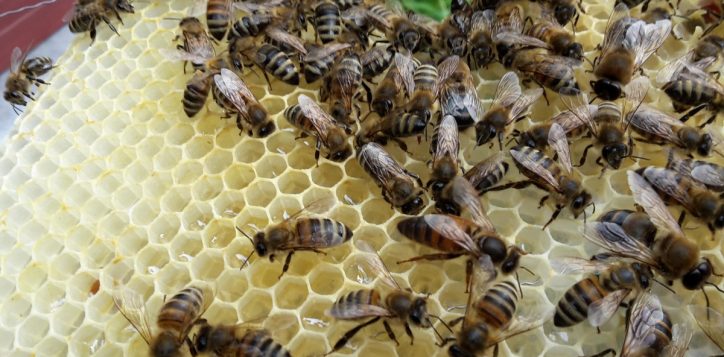bezige-bijen